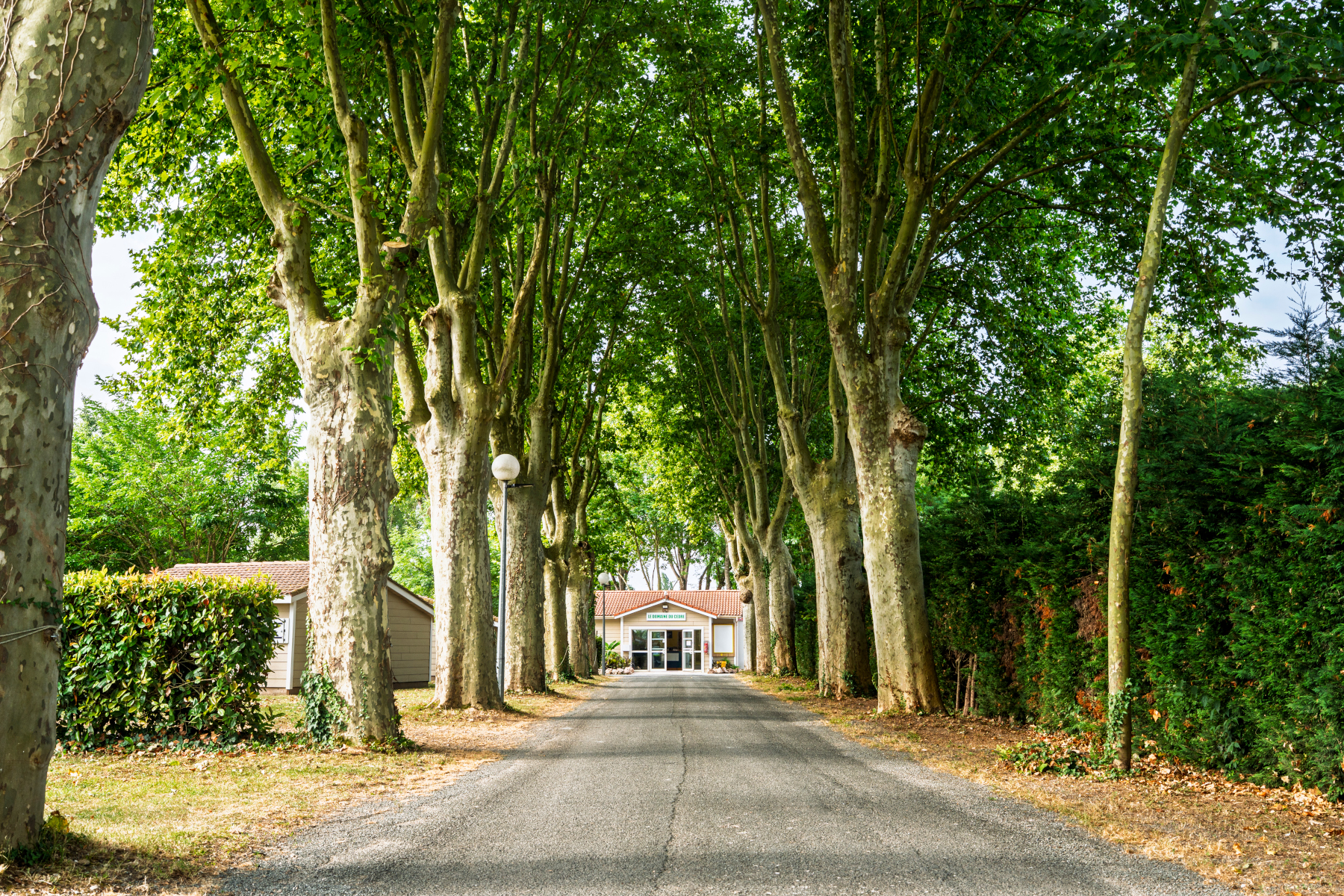 Allée de platanes menant à l'accueil du Domaine du Cèdre